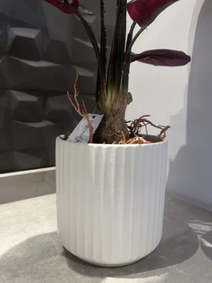 Calathea permanente completa com vaso - 60cm - loja online