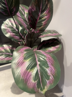 Calathea permanente completa com vaso - 60cm - Cristal Garden