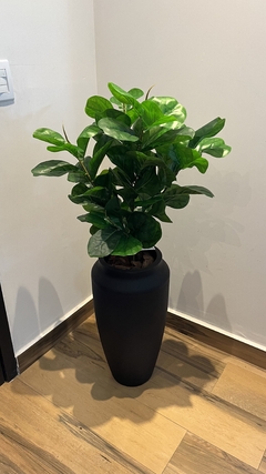 Ficus lyrata permanente 0,90cm - comprar online