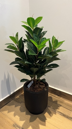 Ficus Elastica permanente 85cm - comprar online