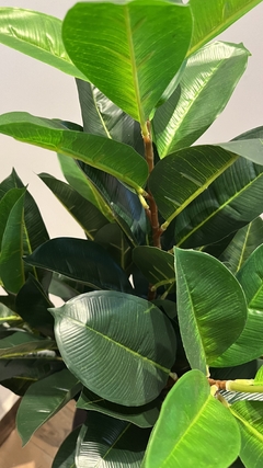 Imagem do Ficus Elastica permanente 85cm
