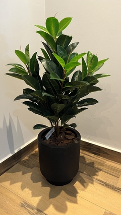 Ficus Elastica permanente 85cm