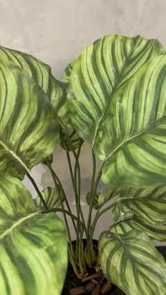 maranta permanente 65cm - loja online