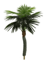 Palmeira Leque artificial 1,40 metros