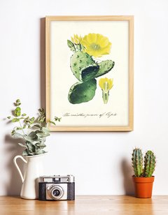 Ilustraciones Cactus en internet