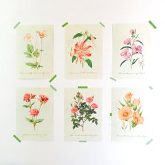 Ilustraciones Flores en internet
