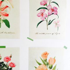 Ilustraciones Flores