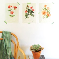 Ilustraciones Flores