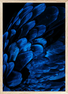 (1353) PLUMAS AZULES - comprar online