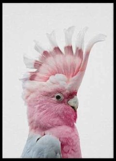 (239) GALAH en internet