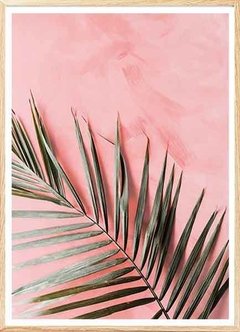 (505) PALMERA ROSA 2