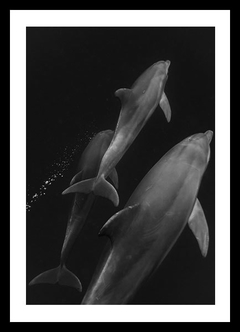 (933) Delfines