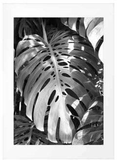 (263) MONSTERA BLANCO Y NEGRO - EMOTY Wall Deco