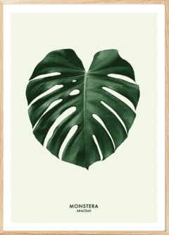 (132) MONSTERA DIBUJO en internet