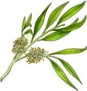 Aceites Esenciales Tea Tree Arbol De Té Puros 30ml - Saiku Natural 