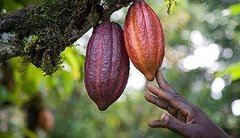 Manteca De Cacao Pura 100% Natural La Mejor Marca Callebaut 100grs - tienda online