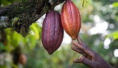 Manteca De Cacao 1 Kilo Mejor Marca Callebaut - Saiku Natural 