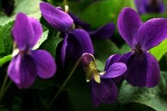 Bases Aromaticas Semi Natural Violetas De Parma Envase 15ml