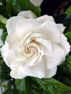 Aceite Esencial Flores Blancas en internet