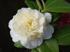Aceite Esencial Flores Blancas - comprar online