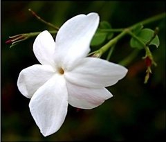 Aceite Esencial Flores Blancas - Saiku Natural 