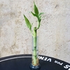 Bambu de la Suerte en florero de vidrio 20 cm