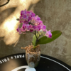 Orquídea Premium Baby glass - comprar online