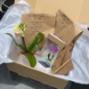 Box Orquídea Baby
