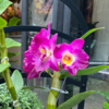 Orquídea Dendrobium - comprar online