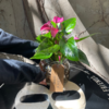 Anthurium hidro bouquet