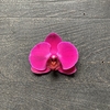 Orquídea Colección Rama - comprar online