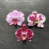 Orquídea Colección Rama