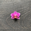 Orquídea Baby Piedra - anette