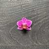 Orquídea Premium Baby - anette