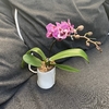 Orquídea Baby Rama