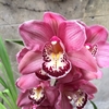 Orquídea Cymbidium colección Nectar - comprar online