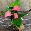 Anthurium hidro bouquet