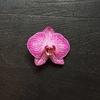 Orquídea premium grande glass - tienda online