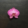 Orquídea Colección Sintra en internet