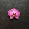Orquídea en maceta Saphi - anette