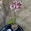 Orquídea premium grande glass