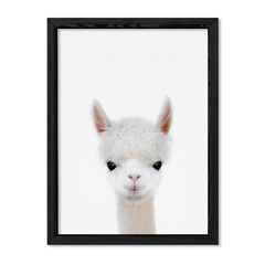 Cuadro Baby Llama en internet