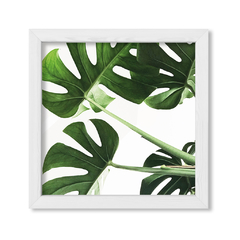 Planta Botánica Monstera - comprar online