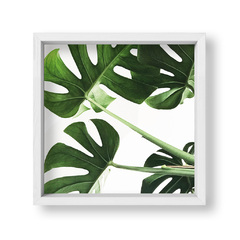 Planta Botánica Monstera - tienda online