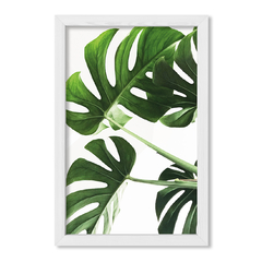 Planta Botánica Monstera - comprar online