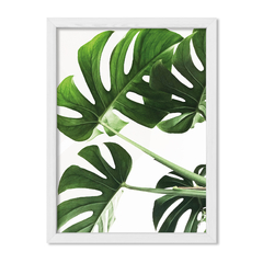 Planta Botánica Monstera - comprar online