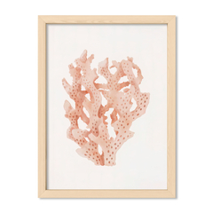 Sea Coral 1