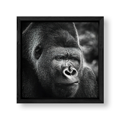 Imagen de The Gorilla