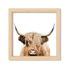 Scotish Cow