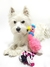 Brinquedo pelúcia com corda para pet | Luxus Dog - Luxu's Dog - A Loja Pet do seu Melhor Amigo